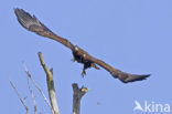 Zeearend (Haliaeetus albicilla)