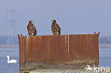 White-tailed Sea Eagle (Haliaeetus albicilla)