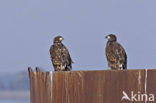 Zeearend (Haliaeetus albicilla)