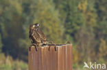 Zeearend (Haliaeetus albicilla)