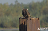 White-tailed Sea Eagle (Haliaeetus albicilla)