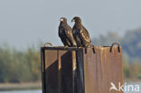 Zeearend (Haliaeetus albicilla)