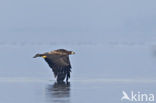 White-tailed Sea Eagle (Haliaeetus albicilla)