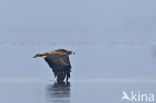 Zeearend (Haliaeetus albicilla)