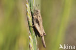 Zeggedoorntje (Tetrix subulata)