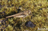 Slender Groundhopper (Tetrix subulata)