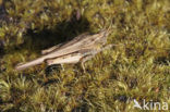 Slender Groundhopper (Tetrix subulata)