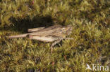 Slender Groundhopper (Tetrix subulata)