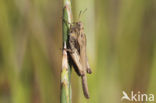 Zeggedoorntje (Tetrix subulata)