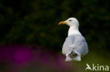 Zilvermeeuw (Larus argentatus)