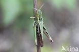 Stripe-winged Grasshopper (Stenobothrus lineatus)