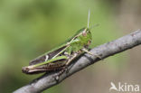 Stripe-winged Grasshopper (Stenobothrus lineatus)