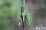 Stripe-winged Grasshopper (Stenobothrus lineatus)