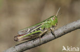 Stripe-winged Grasshopper (Stenobothrus lineatus)