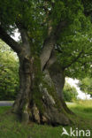 Zomereik (Quercus robur)