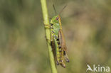 Zompsprinkhaan (Chorthippus montanus) 