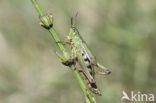 Zompsprinkhaan (Chorthippus montanus) 