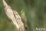 Zompsprinkhaan (Chorthippus montanus) 