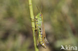 Zompsprinkhaan (Chorthippus montanus) 