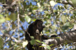 Zwarte brulaap (Alouatta caraya)