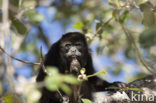 Zwarte brulaap (Alouatta caraya)