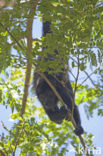 Zwarte brulaap (Alouatta caraya)