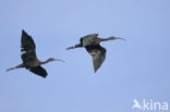 Zwarte Ibis (Plegadis falcinellus)