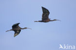 Glossy Ibis (Plegadis falcinellus)