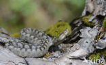 long-nosed viper (Vipera ammodytes)
