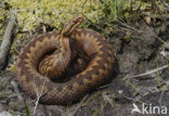 Common Viper (Vipera berus)