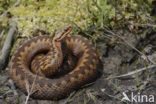 Common Viper (Vipera berus)