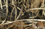 Common Viper (Vipera berus)