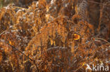 Western brackenfern (Pteridium aquilinum)