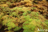 Western brackenfern (Pteridium aquilinum)