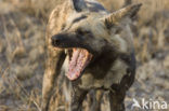 African wild dog (Lycaon pictus) 