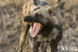 Afrikaanse Wilde hond (Lycaon pictus) 