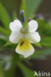 Field Pansy (Viola arvensis)