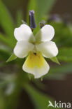 Akkerviooltje (Viola arvensis)