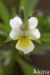 Field Pansy (Viola arvensis)