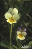 Field Pansy (Viola arvensis)