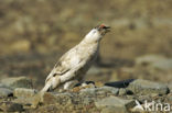 Alpensneeuwhoen (Lagopus muta)