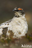 Alpensneeuwhoen (Lagopus muta)