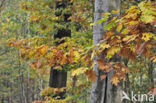 Red Oak (Quercus rubra)