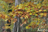 Red Oak (Quercus rubra)