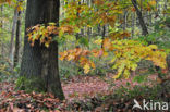 Red Oak (Quercus rubra)