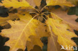Amerikaanse eik (Quercus rubra)