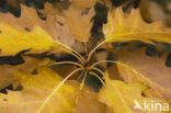 Red Oak (Quercus rubra)