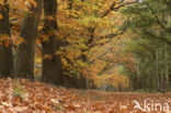 Red Oak (Quercus rubra)