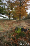 Red Oak (Quercus rubra)