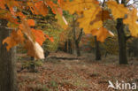 Red Oak (Quercus rubra)